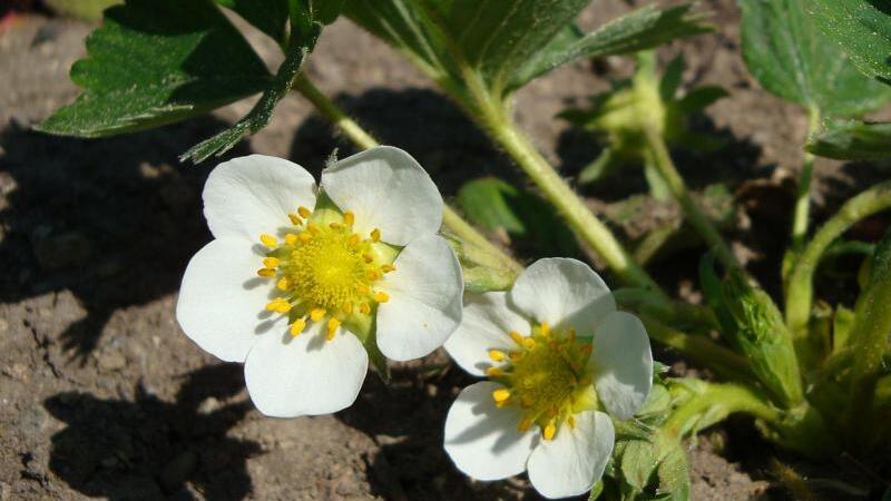 Erdbeeren brauchen jetzt Sonne