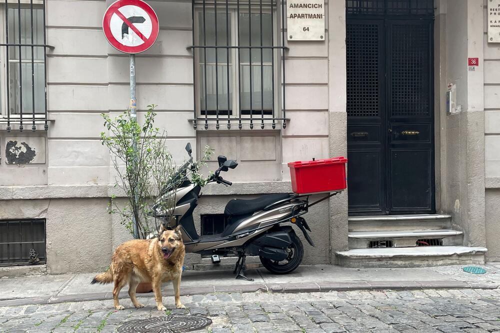 Strassenhund