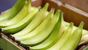 Kochbananen sind auf der Fruit Logistica ausgestellt