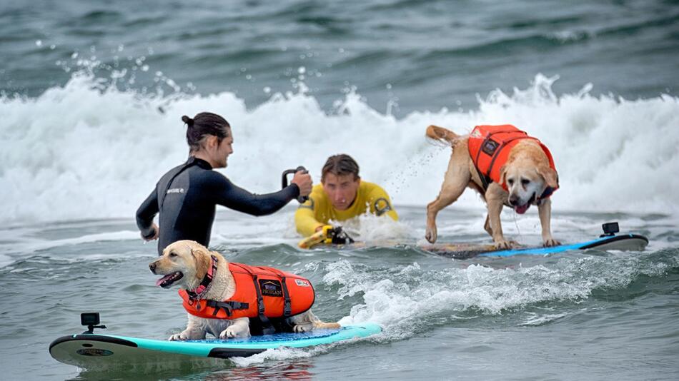 "Incredible Dog Challenge" - Surfmeisterschaft für Hunde