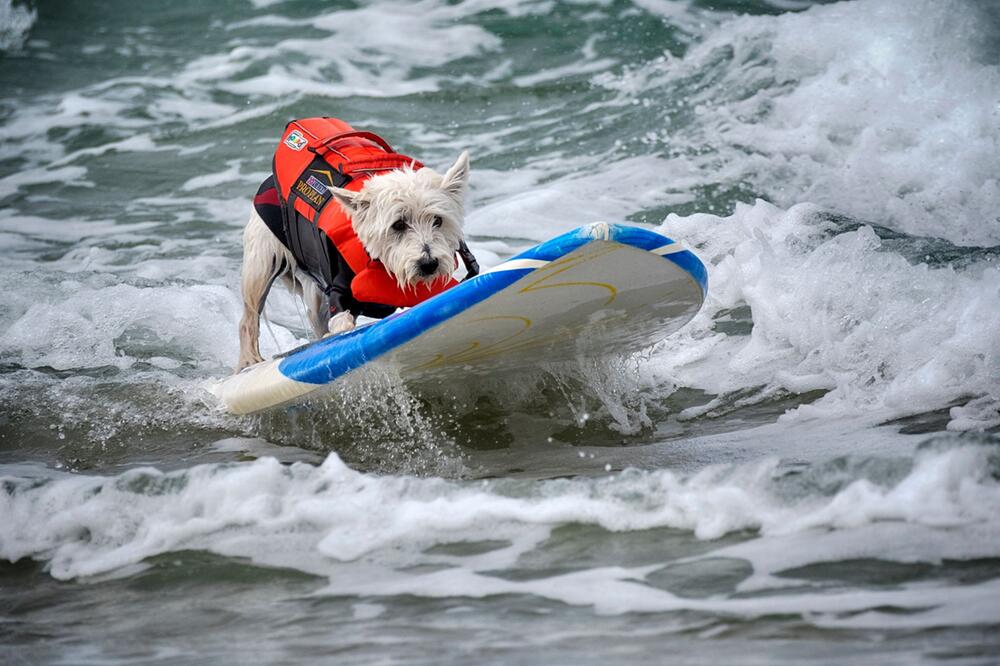 "Incredible Dog Challenge" - Surfmeisterschaft für Hunde