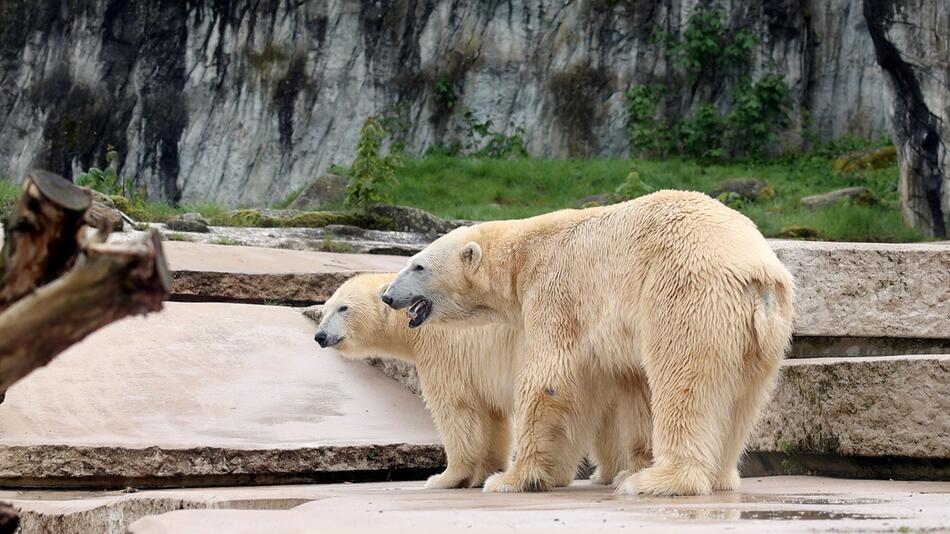 Überleben der zwei Eisbärbabys ungewiss