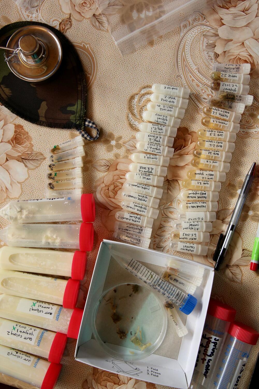 Forscher stellen Joghurt mit Hilfe von Ameisen her