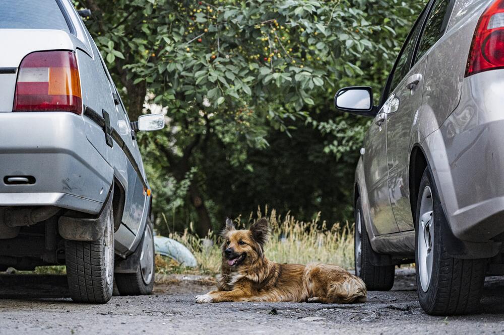 Strassenhund zwischen zwei Autos