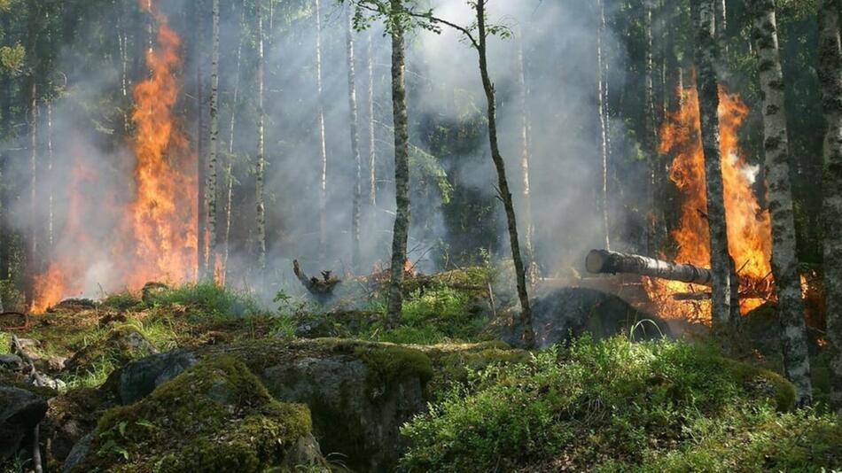 Waldbrände richtiges Verhalten