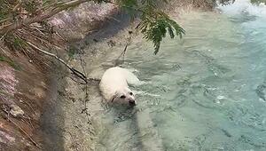 Erschöpfter Vierbeiner: Familie rettet Hund aus Kanal