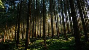 Wald