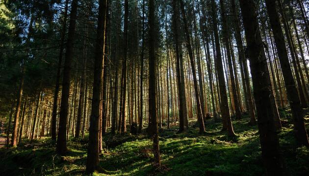 Wald