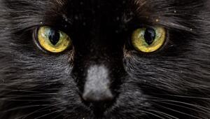 Weiss eine KI, was diese Katzenaugen sagen?