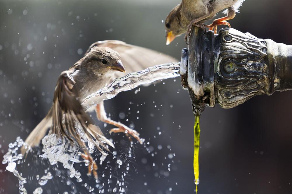 Spatzen am Wasserhahn