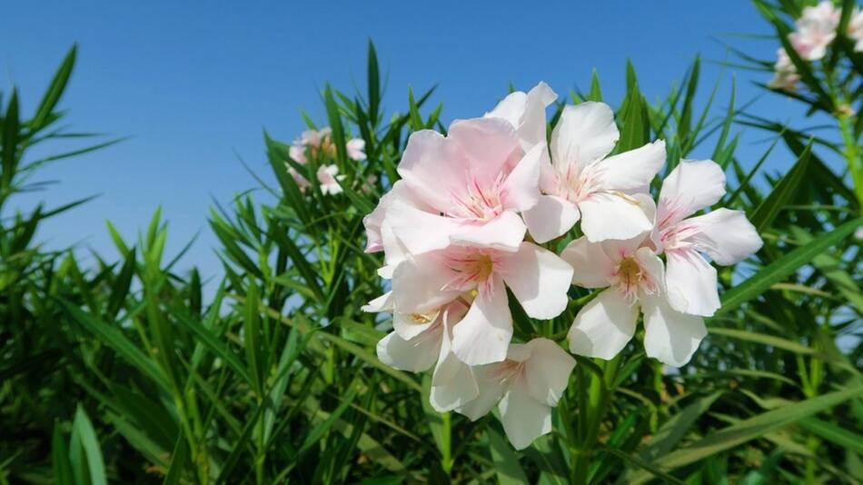 oleander Frostschaden