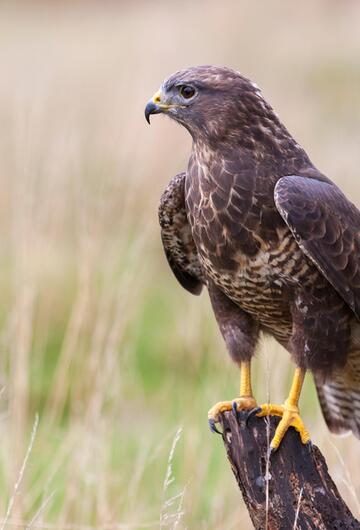 Greifvögel, Habicht, Bussard, Milan, Sperber, Gefieder, Form, Wald, Beute, Unterschiede