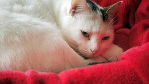 Eine weisse Katze mit Streifen am Kopf liegt auf einer roten Decke.