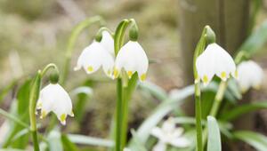 Gartenarbeit im März