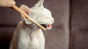 Die Zähne einer weissen Katze werden geputzt.