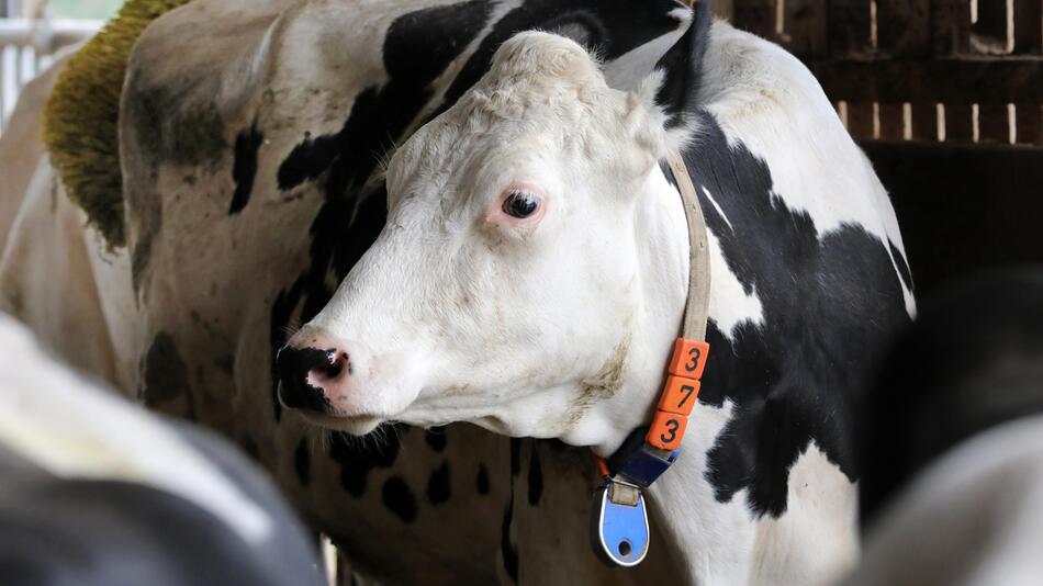 Kuh, Stall, Dummerstorf, Mecklenburg-Vorpommer, Gut Dummerstorf, Landwirtschaft, Transponder, 2018