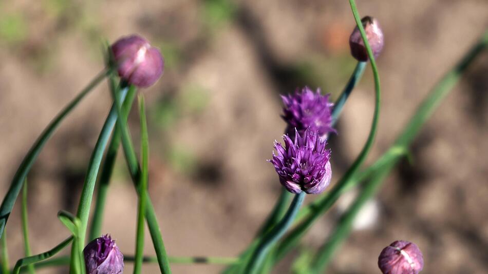 Schnittlauch, Blüte