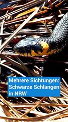 Schwarze Schlangen in NRW