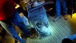 Waschbär stürzt in Restaurant und beisst Gast