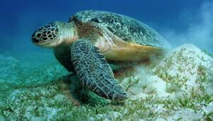 Grüne Meeresschildkröte