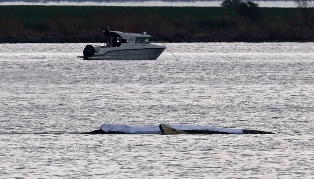 Rettungsaktion für den Buckelwal