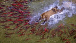 reFocus Awards, Color Photography