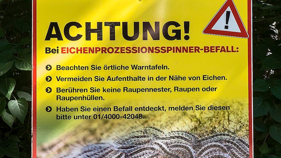 Sie sind wieder aktiv: Wie Sie sich jetzt vor den gefährlichen Eichenprozessionsspinnern ...