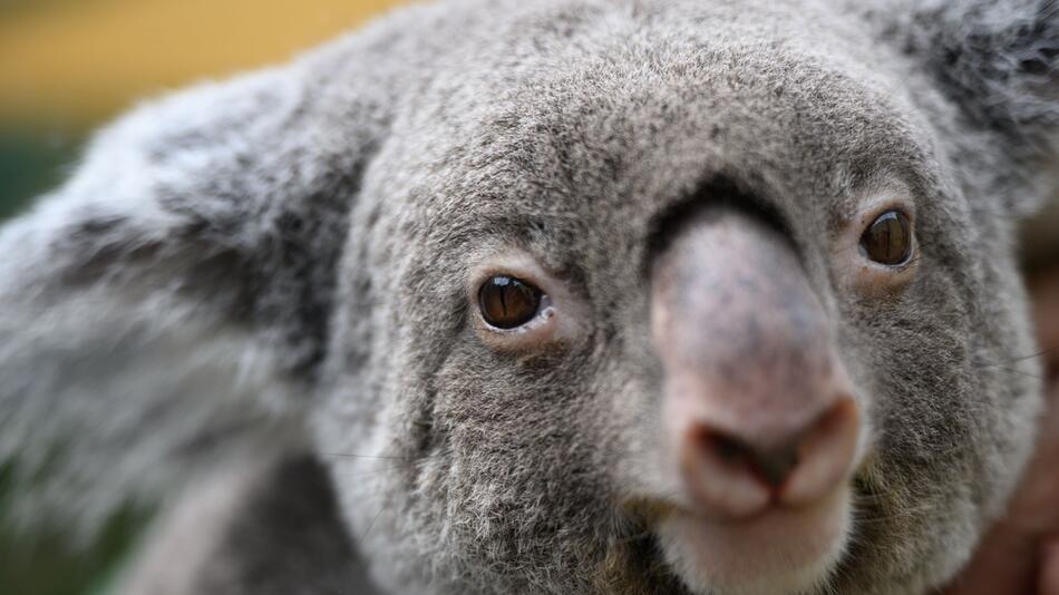 Grosses Koala-Nationalparkprojekt in Australien