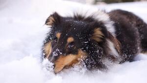 Hund frisst Schnee