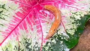 Mischung aus Krokodil und Schlange: Frau entdeckt bizarre Kreatur