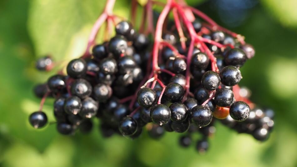 Holunderbeeren giftig