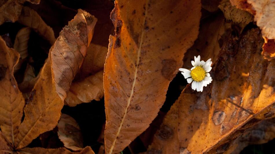 Gänseblümchen schaut unter Herbstlaub hervor