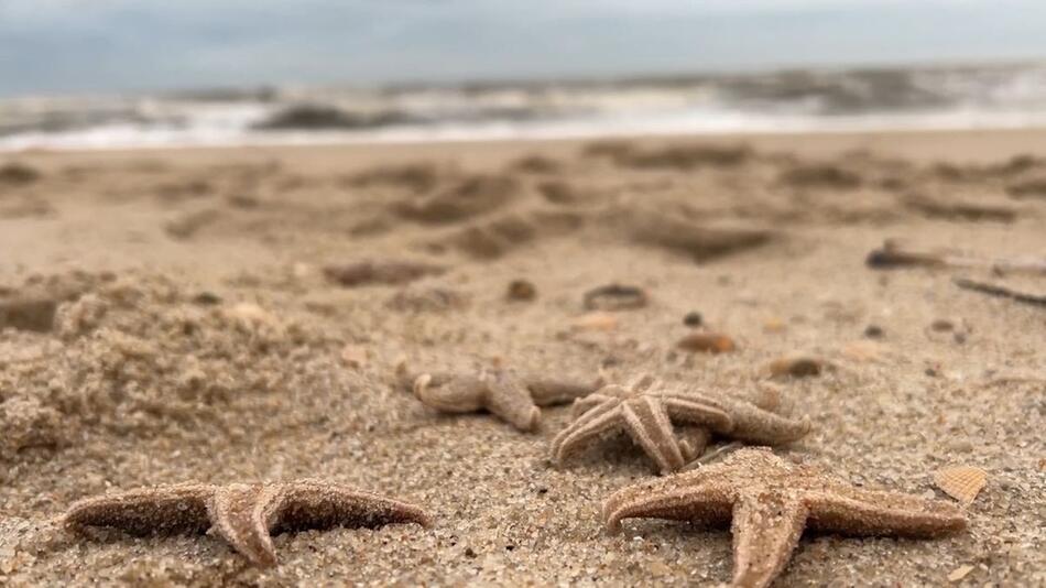 Überall Seesterne: Sturm spült grosse Menge Jungtiere auf Sylter Strand