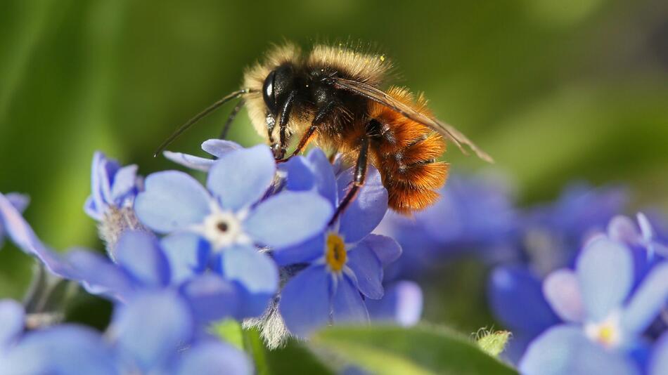 Wildbiene sitzt auf einem Balkon auf Vergissmeinnicht-Blüten