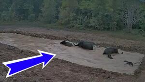 Mega-Badewanne: Elefanten feiern Pool-Party im Wald