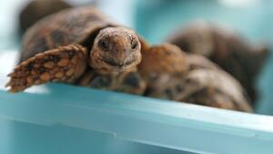 Indische Sternschildkröte
