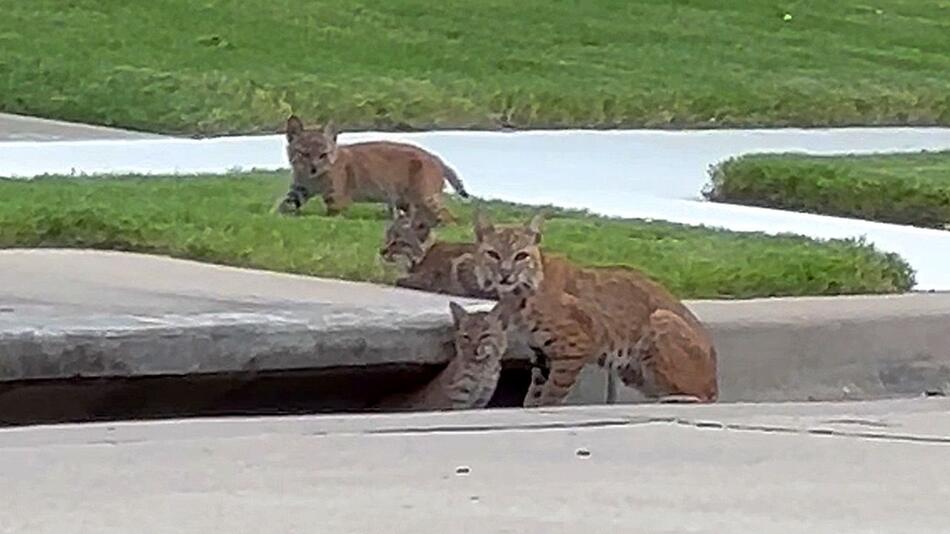 Wildkatzen in Wohngebiet: Luchsfamilie streift durch Strasse in Texas