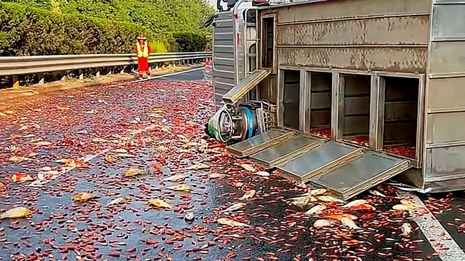 Lkw kippt um – unzählige Goldfische landen auf der Strasse