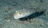 Kugelfisch (Lagocephalus sceleratus)