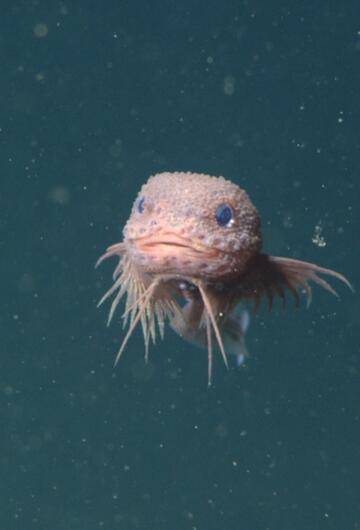 Buckel-Schneckenfisch