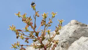 Der Steinbrech Saxifraga candelabrum.