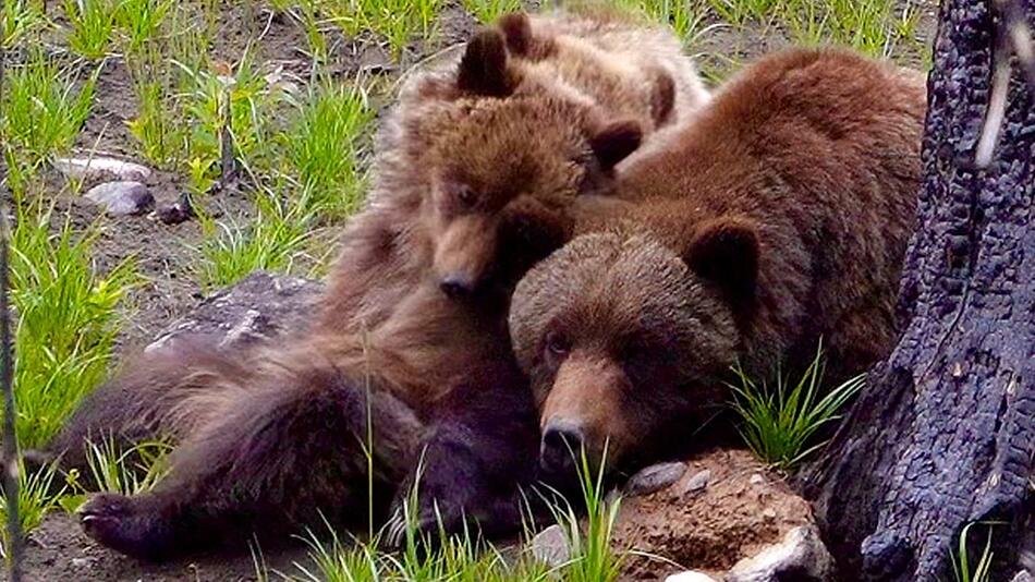 Tierische Nervensägen: Bärenkinder wecken ihre schlafende Mama
