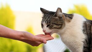 Warum lecken Katzen gerne an Händen?