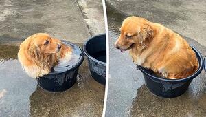 Winziger Wassereimer: Golden Retriever trotzt Hitze – und Omas Besen