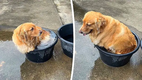 Winziger Wassereimer: Golden Retriever trotzt Hitze – und Omas Besen