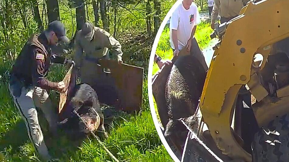 Schweres Gerät: Polizisten fangen Schwein mit Bulldozer ein