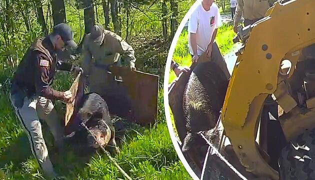 Schweres Gerät: Polizisten fangen Schwein mit Bulldozer ein