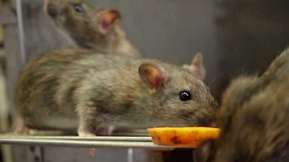 Ein Blatt reicht: So vertreiben Sie Mäuse und Ratten natürlich
