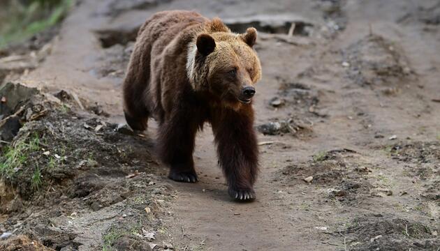 Braunbär