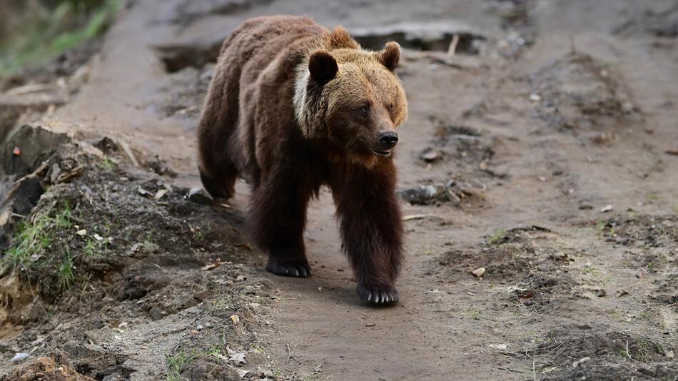 Braunbär